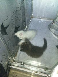 Cuccioli di maine coon