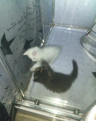 Cuccioli di maine coon