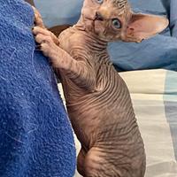 Cuccioli di Sphynx