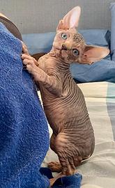 Cuccioli di Sphynx
