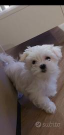 Cuccioli maschietti di razza maltese