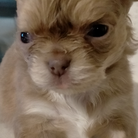 Chihuahua pelo lungo bellissimi