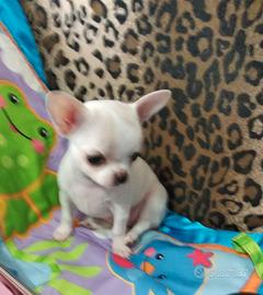 Chihuahua con pedigree ENCI