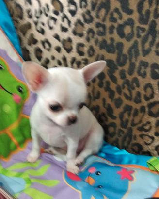 Chihuahua con pedigree ENCI