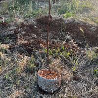 Tiranti in cemento per vigna
