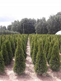Siepi Thuja / Cipresso Leyland