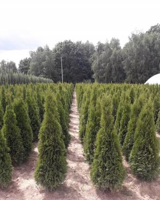 Siepi Thuja / Cipresso Leyland