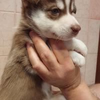 Cuccioli husky occhi azzurri