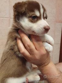 Cuccioli husky occhi azzurri