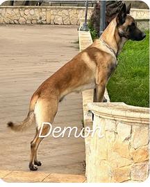 Pastore belga malinois