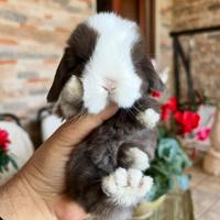 Mini Lop Ariete nano | conigli