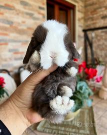Mini Lop Ariete nano | conigli