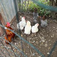 Coppie araucana olive