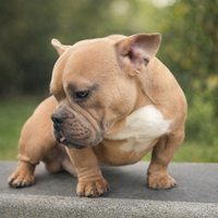 Cucciolo bully micro