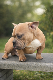 Cucciolo bully micro