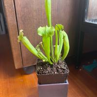 Sarracenia x velvet