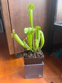 Sarracenia x velvet