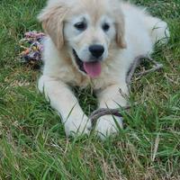 Cucciolo golden retriever maschio