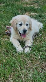 Cucciolo golden retriever maschio