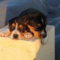 Cuccioli Beagle simpaticissimi