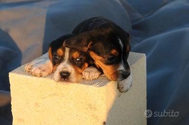 Cuccioli Beagle simpaticissimi