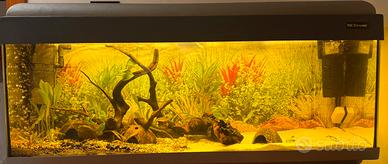Acquario acqua dolce/marino