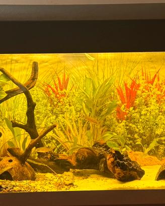 Acquario acqua dolce/marino