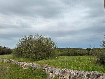 Terreno agricolo 2.000mq
