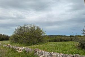 Terreno agricolo 2.000mq