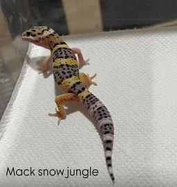 Gechi leopardini