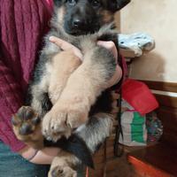 Cuccioli di pastore tedesco