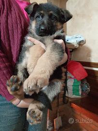 Cuccioli di pastore tedesco