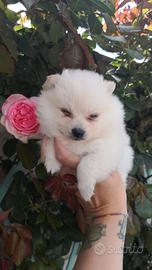 Spitz toy femminuccia