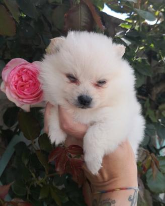 Spitz toy femminuccia