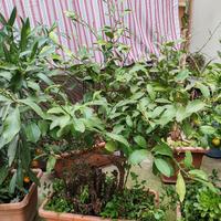 pianta di limone con vaso