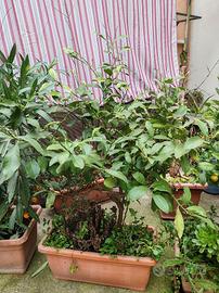 pianta di limone con vaso