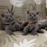 British shorthair