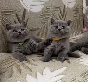 British shorthair