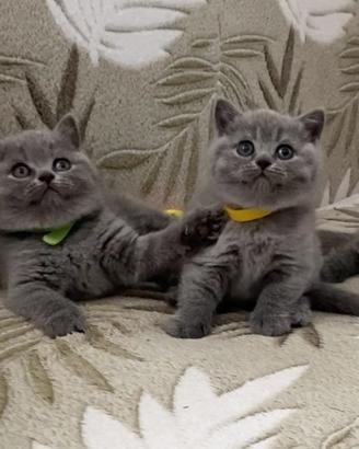 British shorthair
