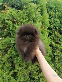 Spitz di pomerania nano