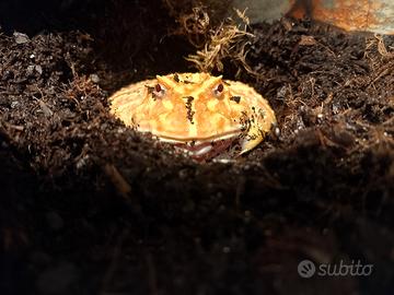 Rana Pacman