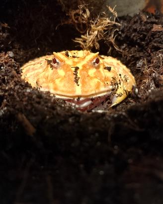 Rana Pacman