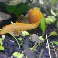 Ancistrus Gold