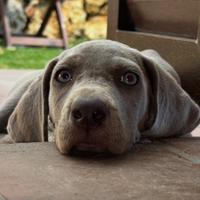 Cuccioli weimaraner