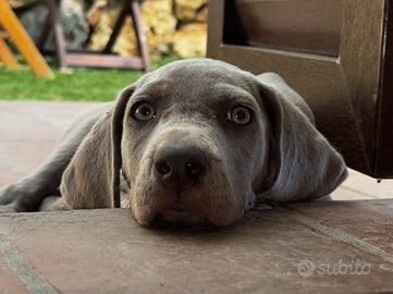 Cuccioli weimaraner