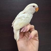 Inseparabili allevati a mano
