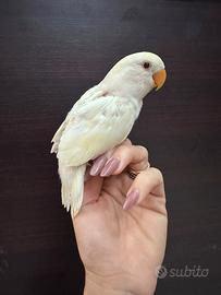 Inseparabili allevati a mano