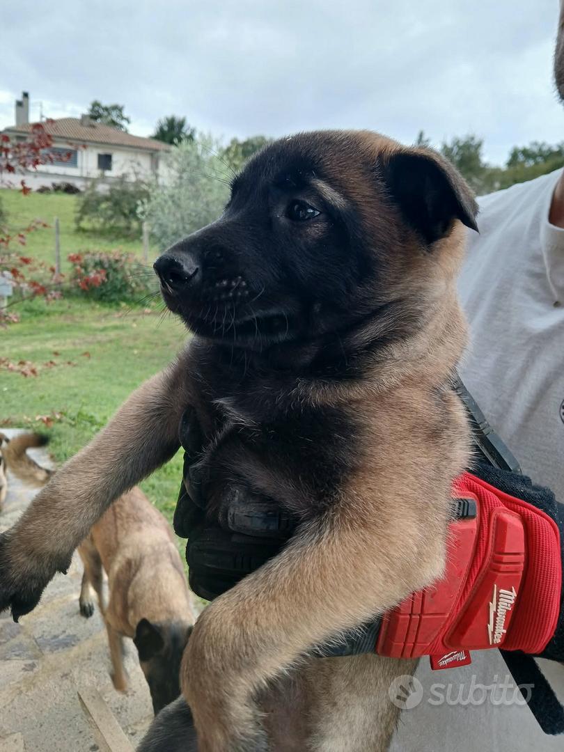 cuccioli pastore belga malinois - Animali In vendita a Viterbo