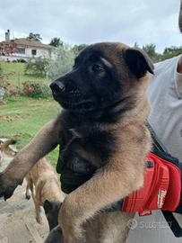 cuccioli pastore belga malinois 