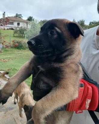 cuccioli pastore belga malinois 